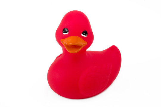 Single Red Duck Isolated On White