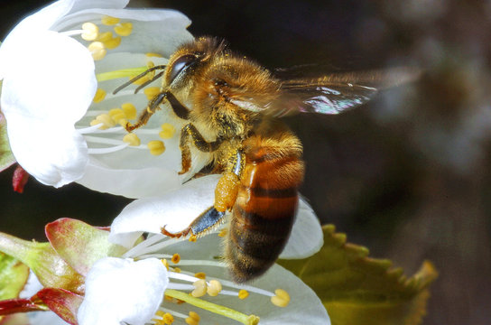 abeille 01