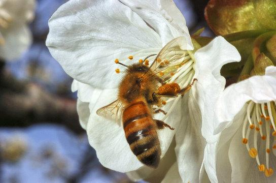abeille 02