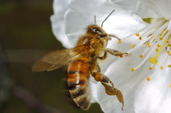 abeille 05