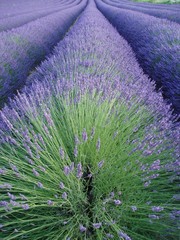champ de lavande
