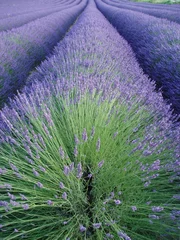 Foto op Plexiglas lavendelveld © christian rycx