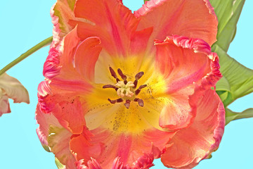  tulipe perroquet