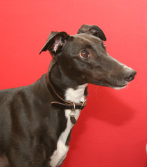 greyhound portrait