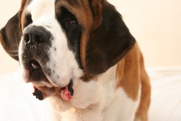 st bernard's face