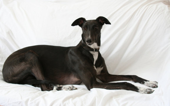 greyhound