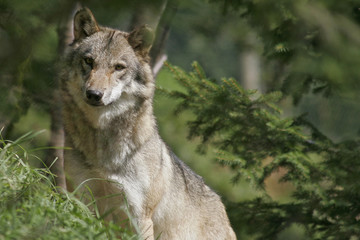 Fototapeta premium loup en contre plongŽe
