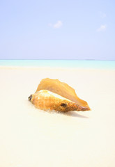 shell against of sea  and sky background
