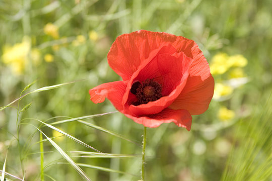 mohnblume 1