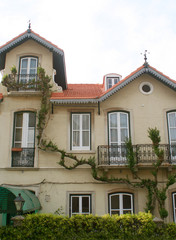 climbing vine