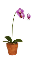 Naklejka na ściany i meble izolowane orchidea