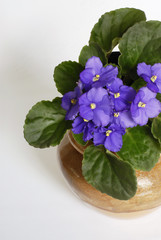 african violets
