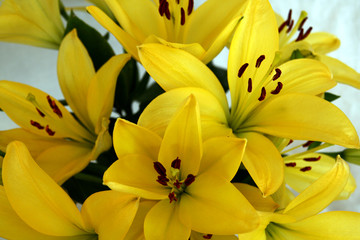 Fototapeta premium yellow day lilies