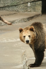 Obraz premium bear