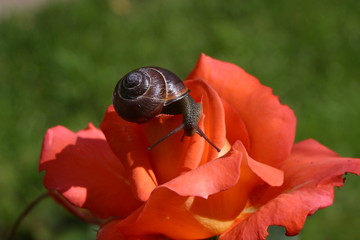 sommerausflug