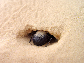 insecte 20006