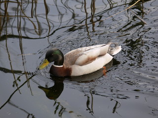 ente