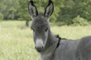 jeune âne © Christophe Baudot
