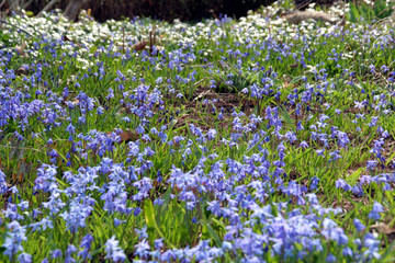 field of bluebells in the sun