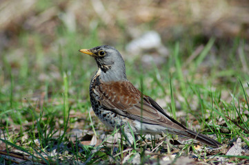     thrush