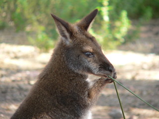 kangouroo