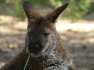 portrait de kangourou