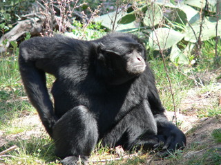 siamang