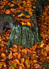 écorce et feuilles d'automne