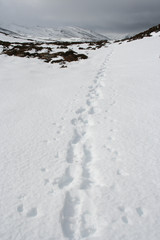 Fototapeta na wymiar footsteps in snow, cairngorms, scottish highlands