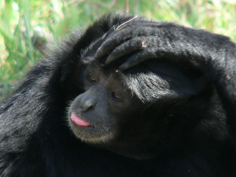 Siamang