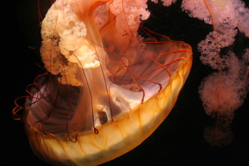 jellyfish © Jordan Lewy