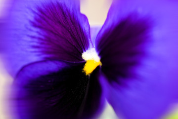 pansy