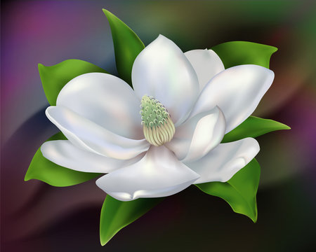 Fototapeta magnolia in the dark