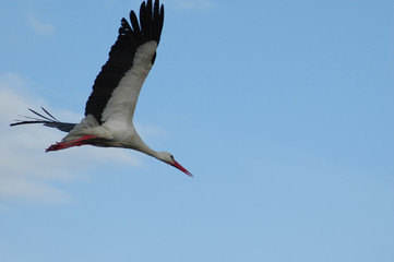 flying stork