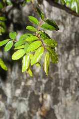 il pleut sur le jardin