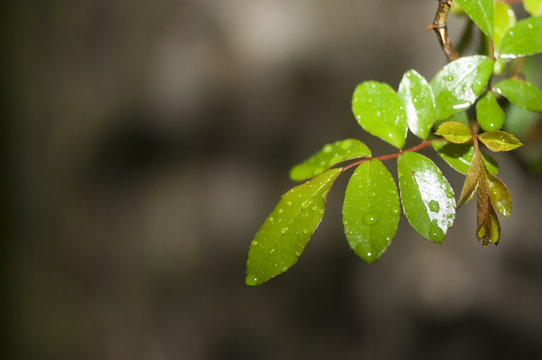 il pleut sur le jardin
