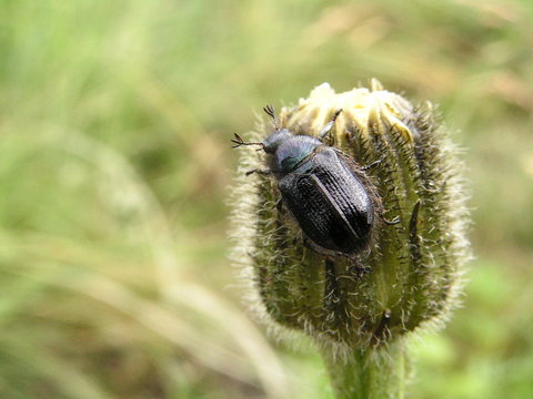 phyllopertha horticola