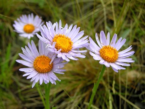 Fototapeta camomile