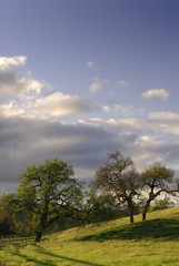 Fototapeta na wymiar oak trees, grass, & sky