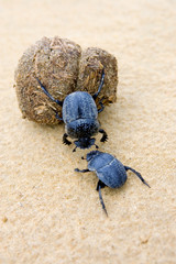 two dung beetles battling with a large dung ball