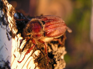 melolontha hippocastani