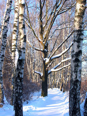 Fototapeta na wymiar Drzewa w śniegu