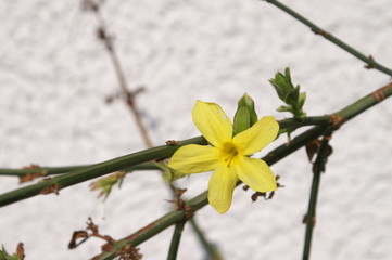 bl&uuml;hender winterjasmin