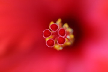 coeur d'hibiscus