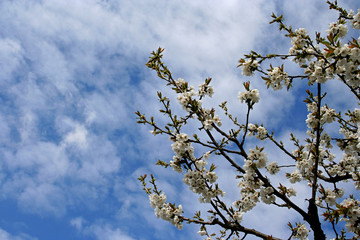 branche de cerisier en fleurs