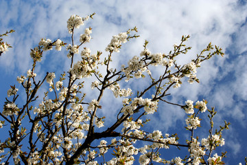 cerisier en fleurs 3