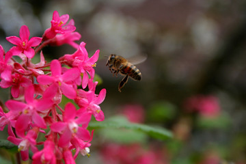 abeille butineuse en vol