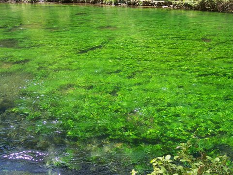 l'eau de la fontaine de vaucluse