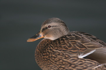 canard
