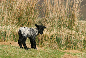 little black lamb